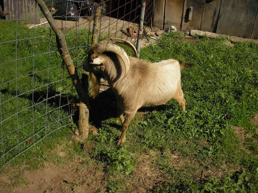 Looking to buy goat meat for my wife to try - Goats