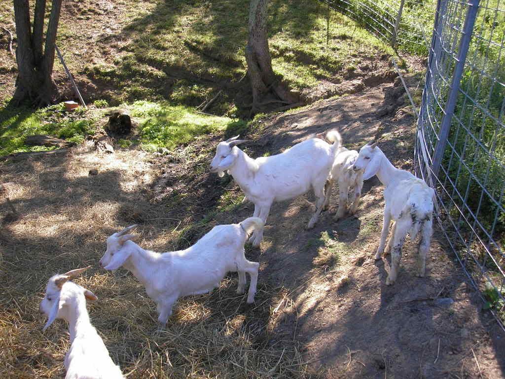 Looking to buy goat meat for my wife to try - Goats