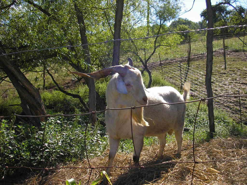 Looking to buy goat meat for my wife to try - Goats