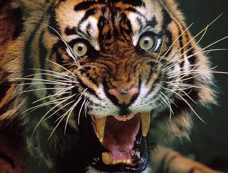 http://i216.photobucket.com/albums/cc105/seatonsnet/blog%20pix/snarling-tiger.jpg