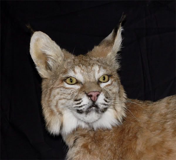 CatFaceMed.jpg