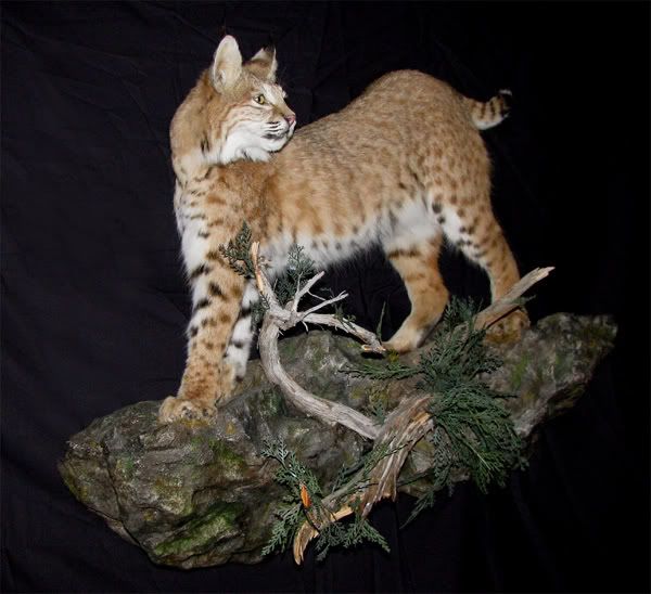 CatFull2Sm.jpg