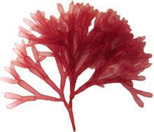 scinaia_huismanii_Vroom1.jpg