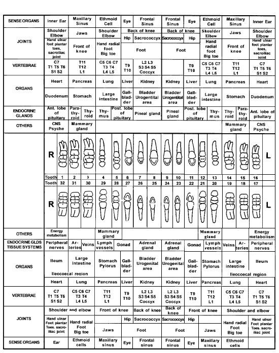 Meridian Tooth Chart Pdf