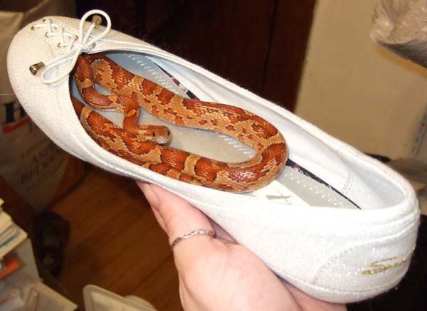 16mov08--Habibifoundinmyshoe.jpg