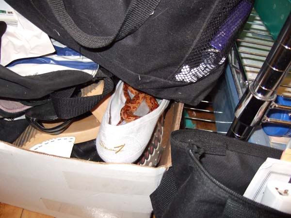 16nov08--Habibi--findthesnake.jpg