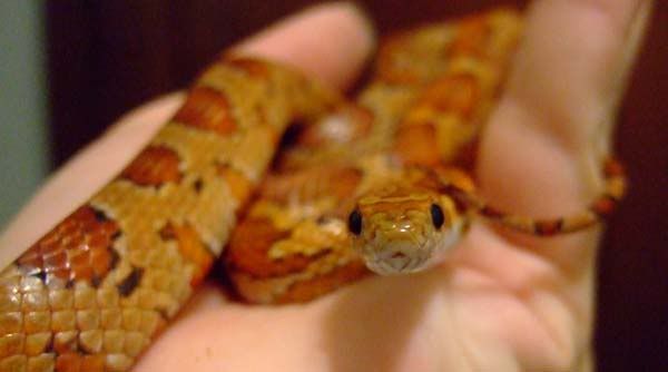 16nov08--Habibi--lookinginnocent.jpg