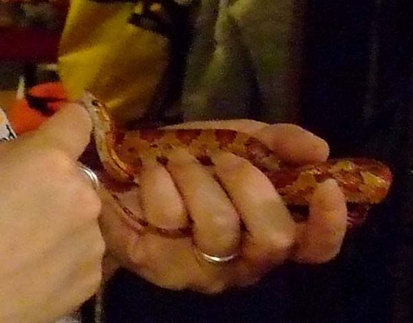 16nov08--rubbingHabibischin.jpg