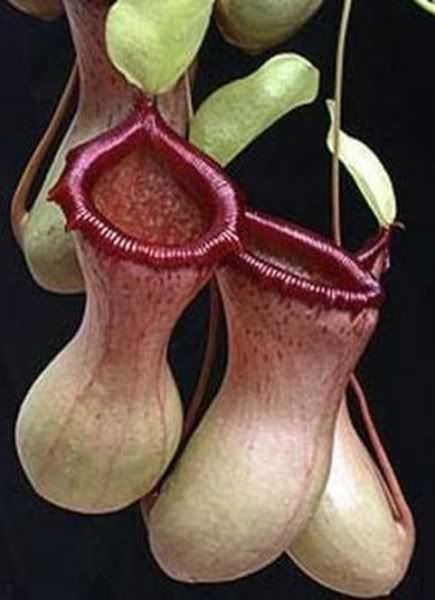 Nventricosablackperistome800x600.jpg Nventricosablackperistome800x600.jpg