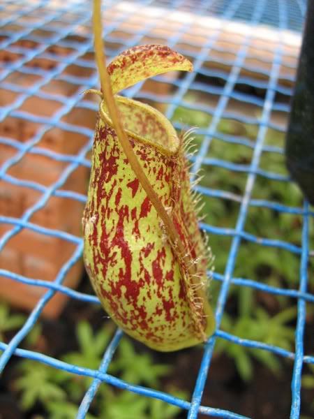 ntrichocarpa.jpg ntrichocarpa.jpg