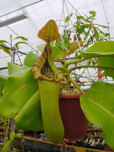 ntruncata800x600.jpg ntruncata800x600.jpg