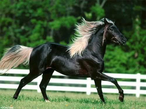 صور حصان اسود صور حصان اسود