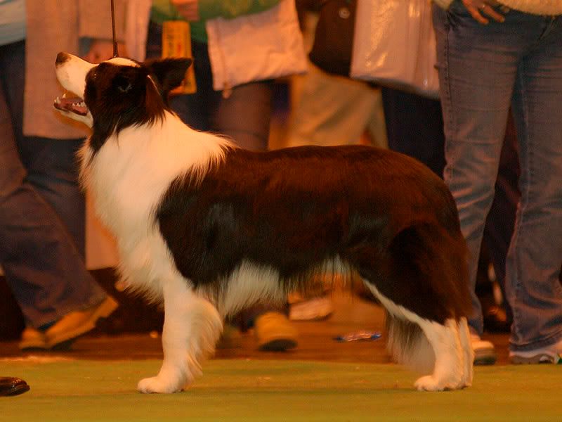 Crufts20080308-274.jpg
