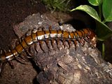 python268.jpg S. s. subspinipes "Philipines" image by White_S