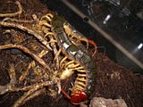 python329.jpg S. s. mutilans image by White_S