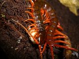 python338.jpg Scolopendra spinossisima image by White_S