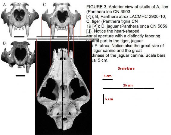 http://i216.photobucket.com/albums/cc142/u35435353/caninesizecomparisonbetweenlionsand.jpg