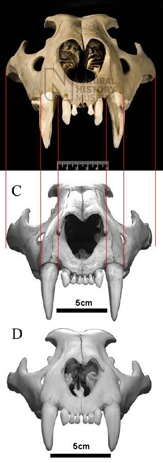 Lions Size