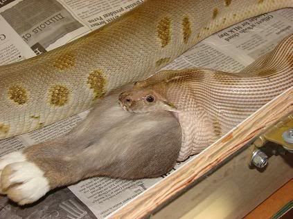 AnoderBunny13.jpg