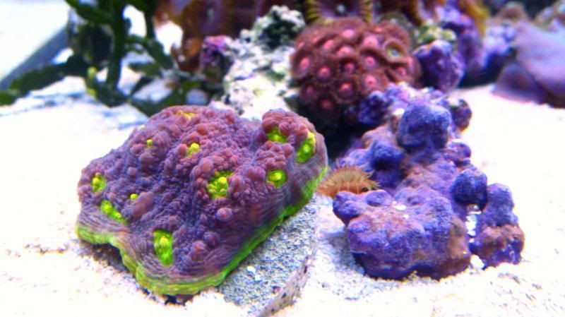 Chalice Coral Care