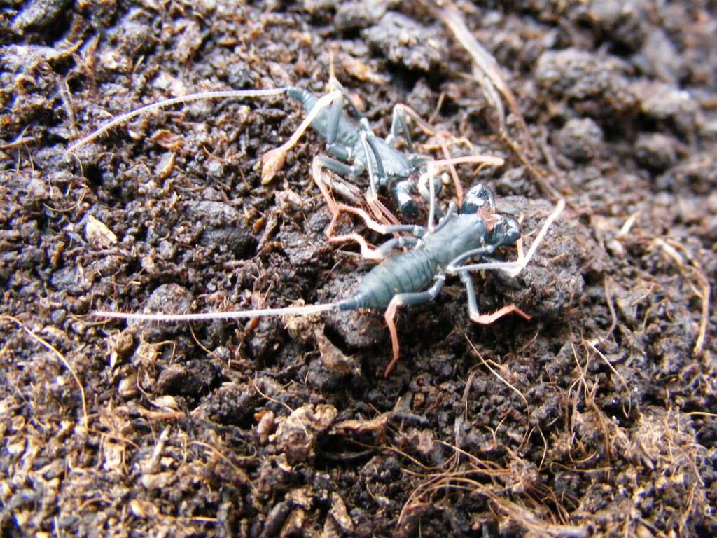 Vinegaroon Eggs Page 3 Reptile Forums