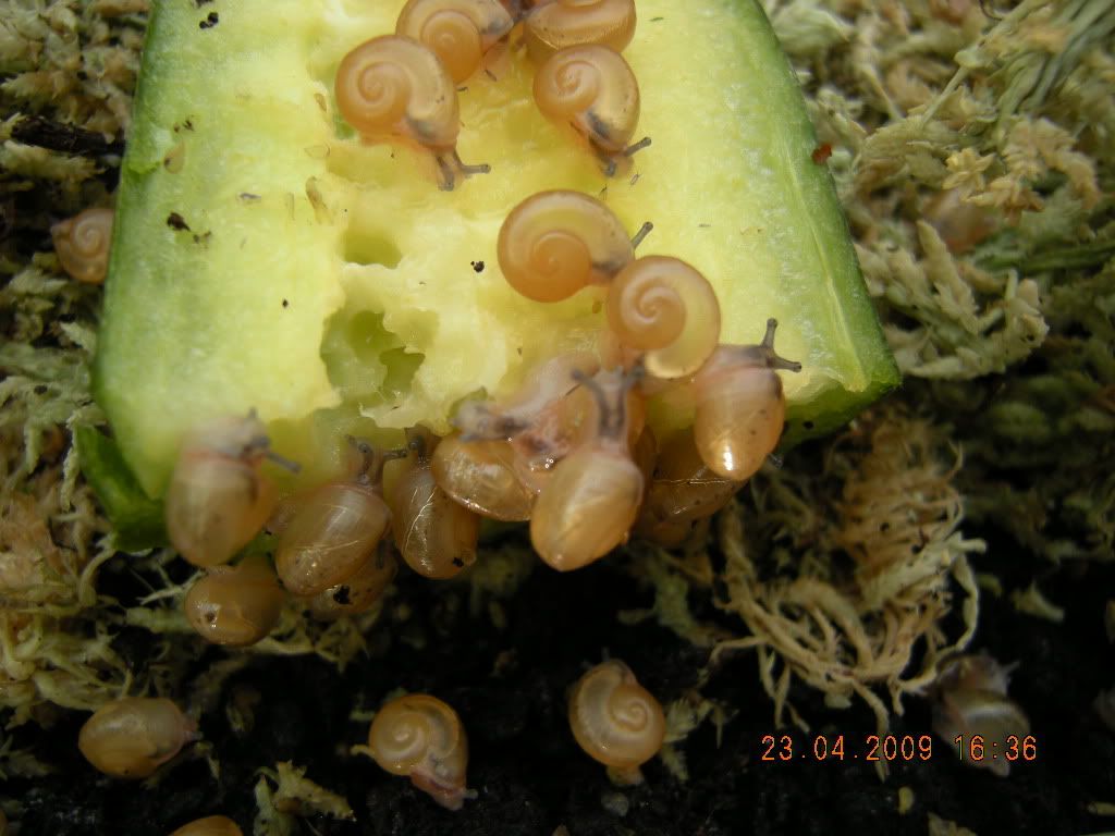 Snails and Feed Reptile Forums