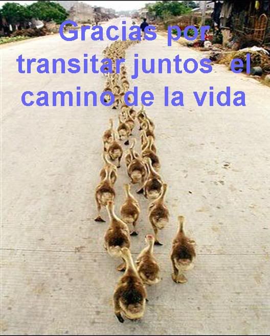 49.jpg GRACIAS POR TRANSITAR JUNTOS EL CAMINO DE LA VIDA image by LUPITA04600