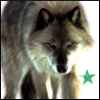  WOLF MOTHER Avatar