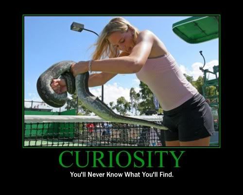 Curiosity & the Cat horror