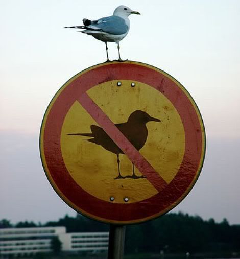 Fail Bird Pictures, Images and Photos