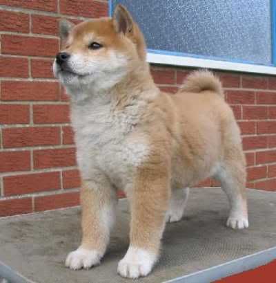 Shiba Inu Pictures, Images and Photos