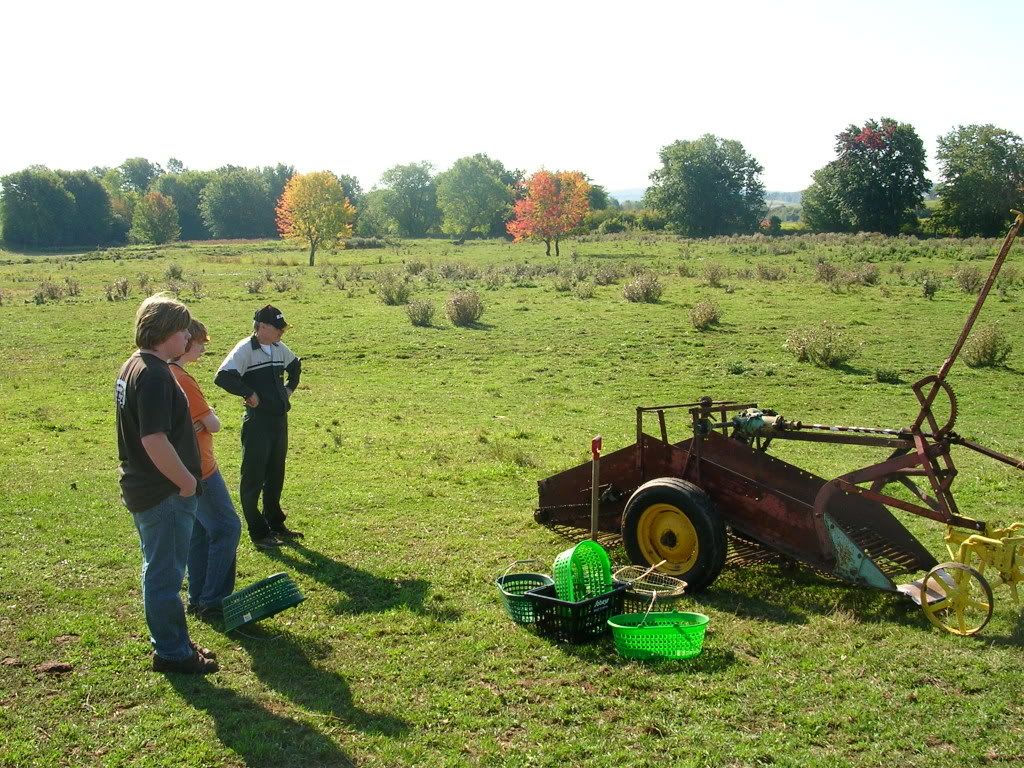 Potato Harvest 2007! What a good year! (Pic heavy!) - Gardening & Plant Propagation