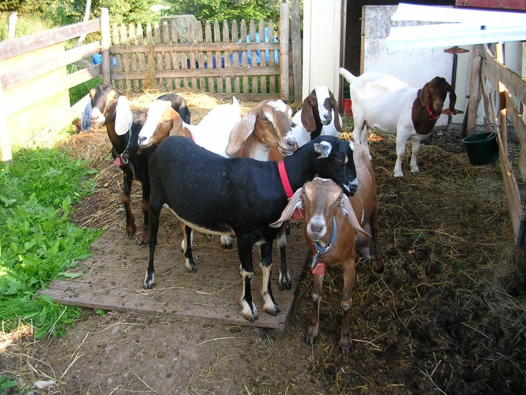 what to breed her with??? - Goats