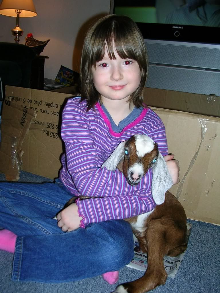 Lets See Em! (your Best Pictures! ) - Goats