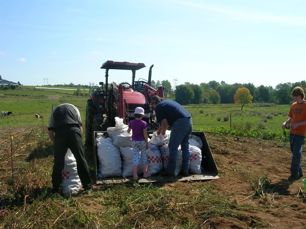 Potato Harvest 2007! What a good year! (Pic heavy!) - Gardening & Plant Propagation