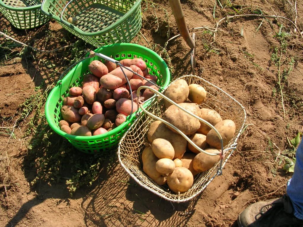 Potato Harvest 2007! What a good year! (Pic heavy!) - Gardening & Plant Propagation
