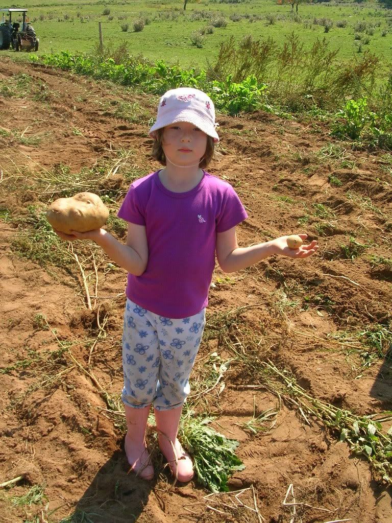Potato Harvest 2007! What a good year! (Pic heavy!) - Gardening & Plant Propagation