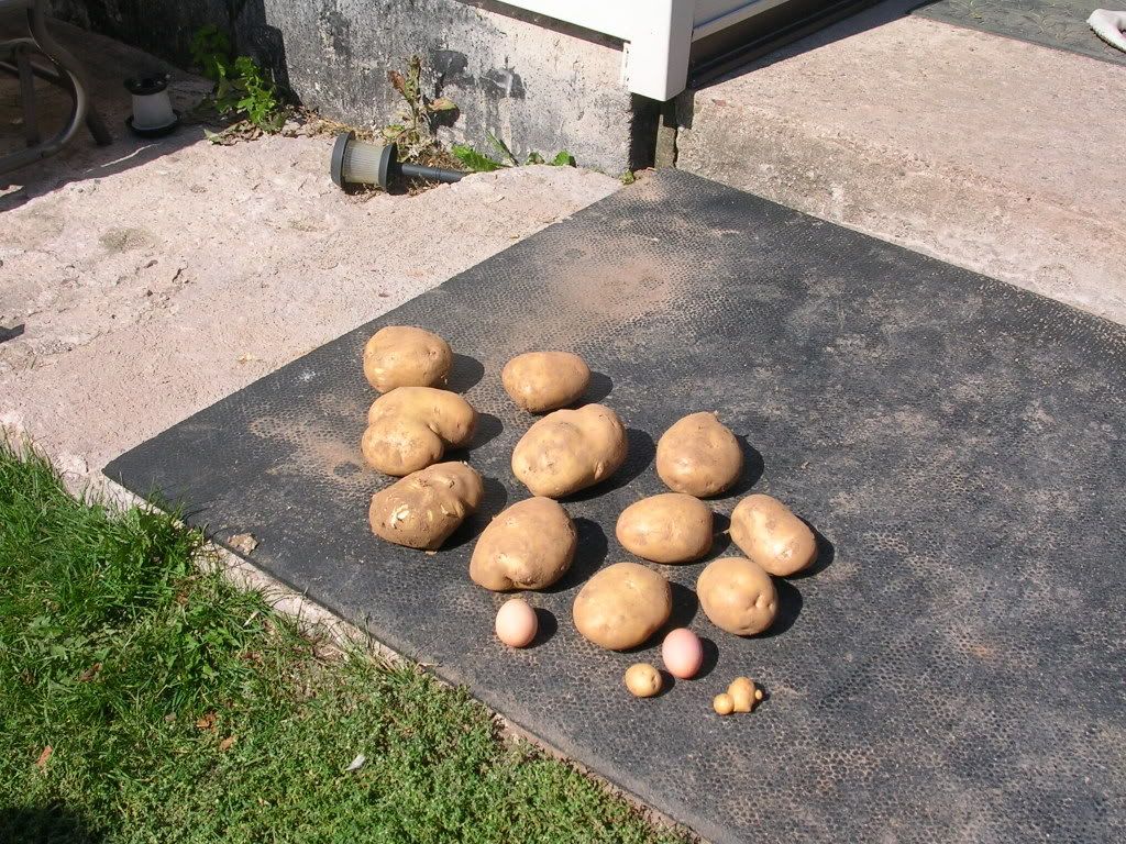 Potato Harvest 2007! What a good year! (Pic heavy!) - Gardening & Plant Propagation
