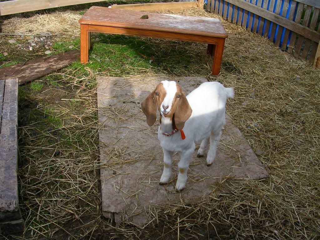 Try to beat this picture all!! - Goats