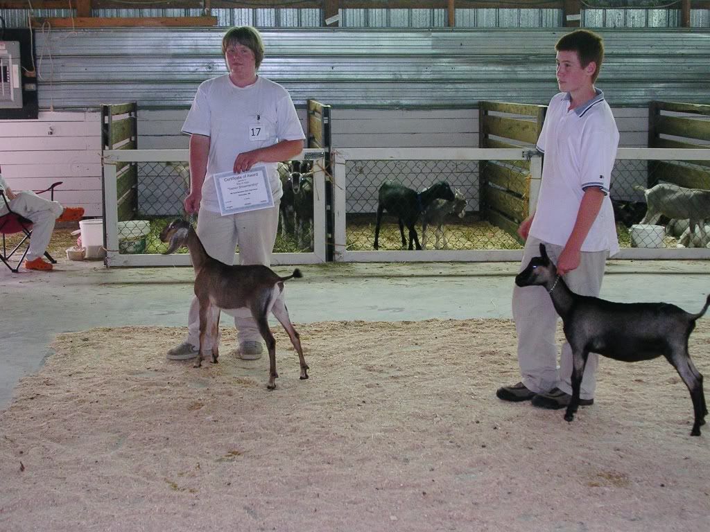 Lets See Em! (your Best Pictures! ) - Goats