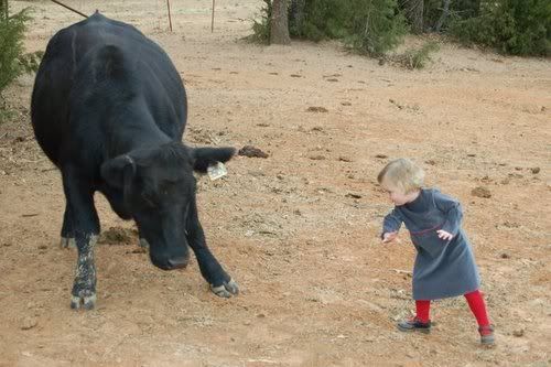 Who is More afraid? Girl or Cow?? - Cattle