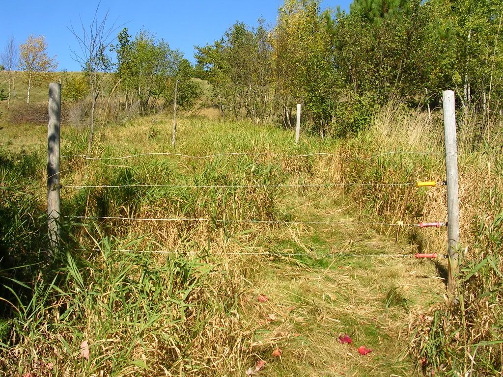 My 4 wire fence. (For the other post!) - Goats