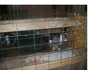 Help with Hay Feeder - Goats