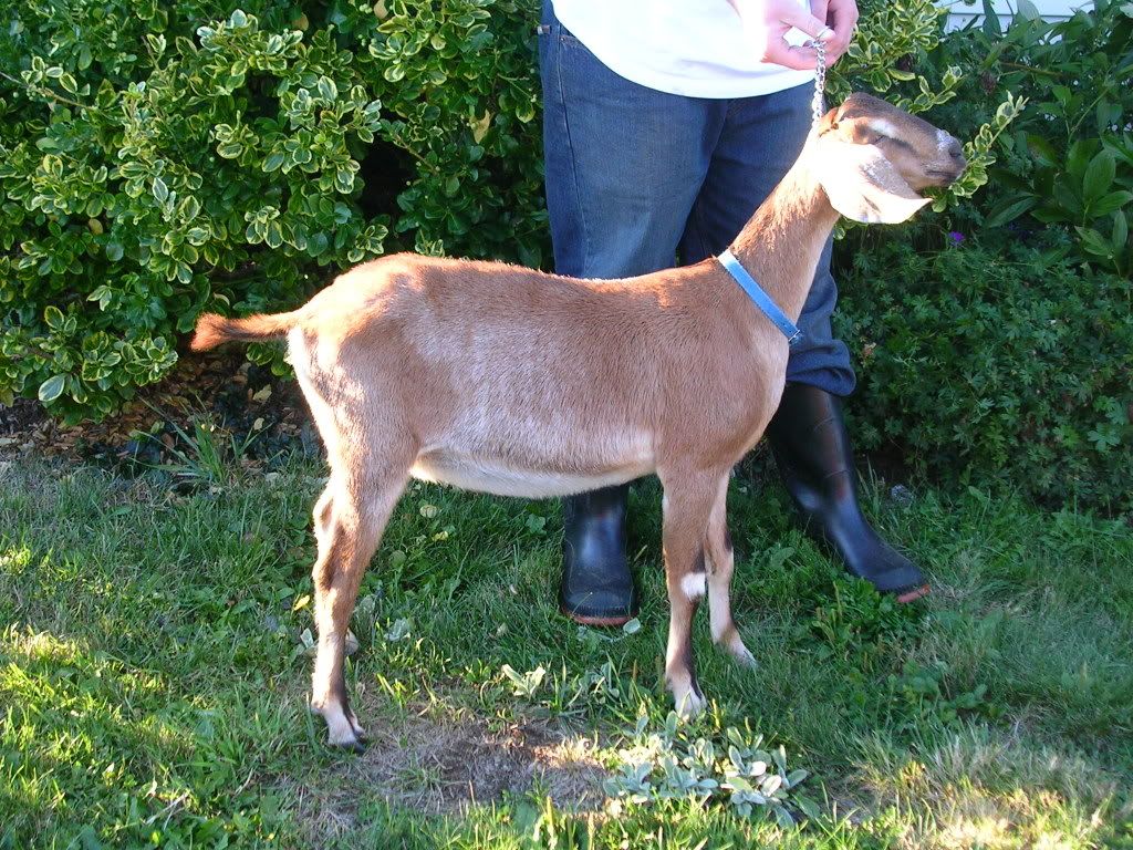 Whats the right breeding times? - Goats