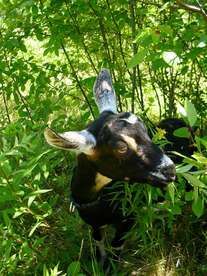 what to breed her with??? - Goats