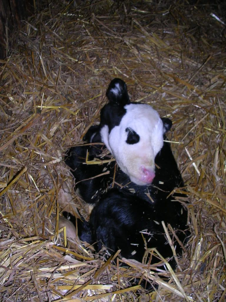 Ya For Family Dairy! - Goats