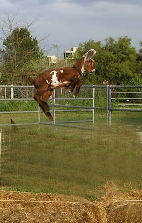Who says goats can't fly?? - Goats