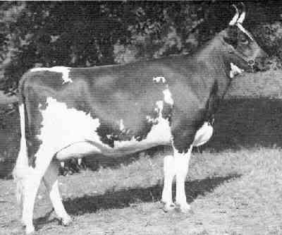 Does anybody have a picture of an Ayrshire with .... - Cattle