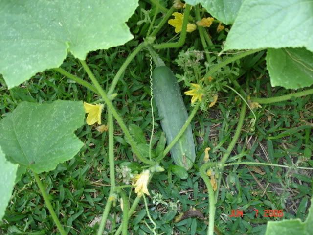 survival garden cucumbers home gardening