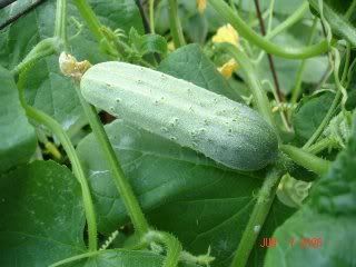 survival garden cucumbers home gardening